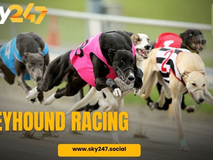 Greyhound Racing Explained: A Guide for First-Timers