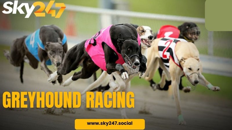 Greyhound Racing Explained: A Guide for First-Timers