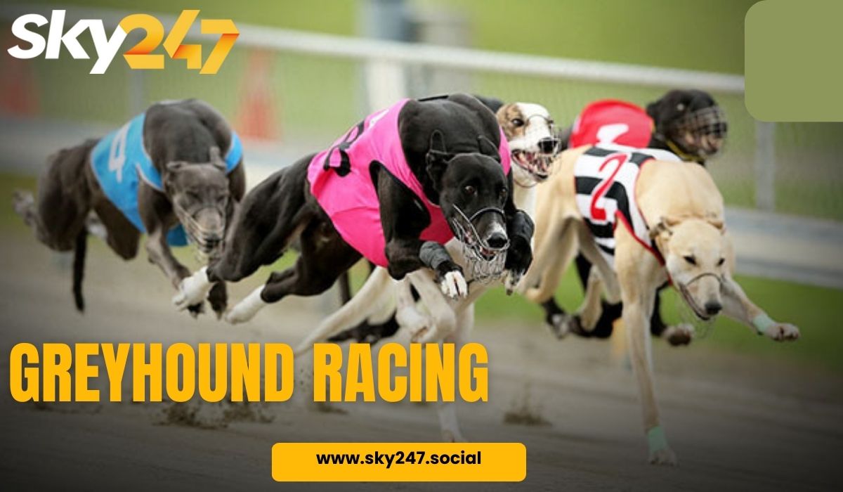 Greyhound Racing Explained: A Guide for First-Timers